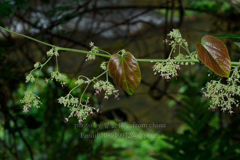 Ayenia grandifolia photo 4