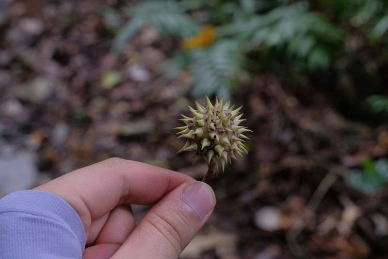 Ayenia grandifolia photo 5