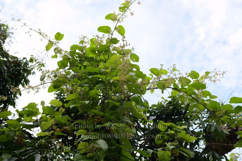 Ayenia grandifolia photo 6