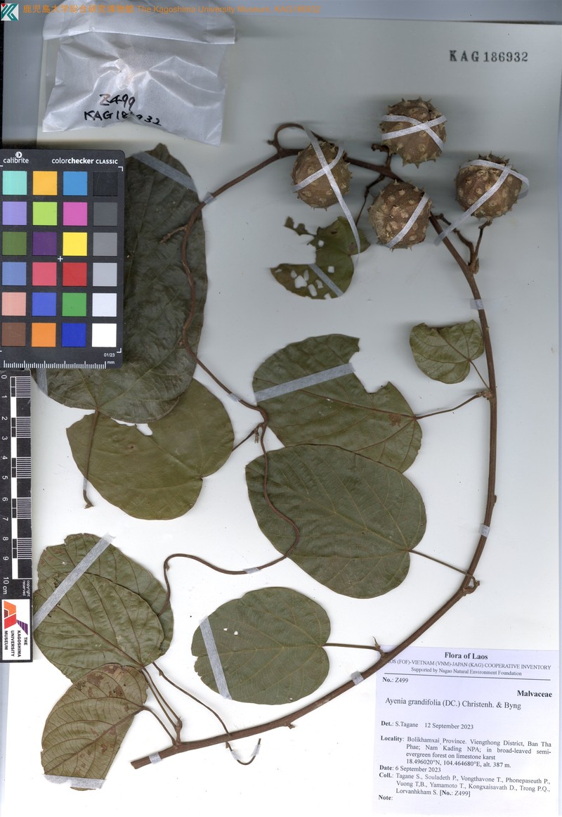 Ayenia grandifolia photo 8