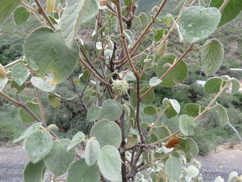 Ayenia grisea photo 2
