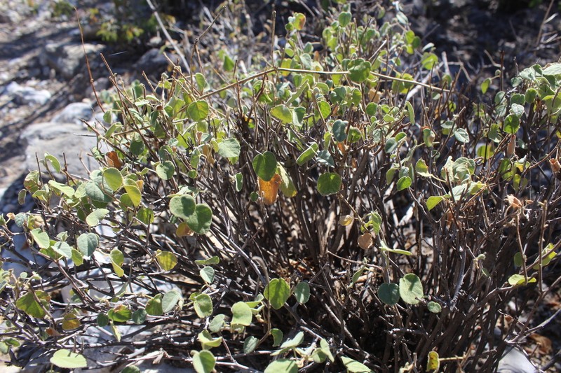 Ayenia grisea photo 4