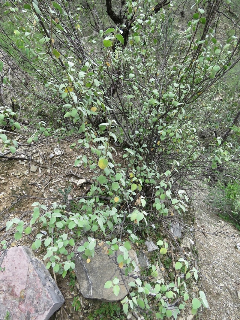 Ayenia grisea photo 5