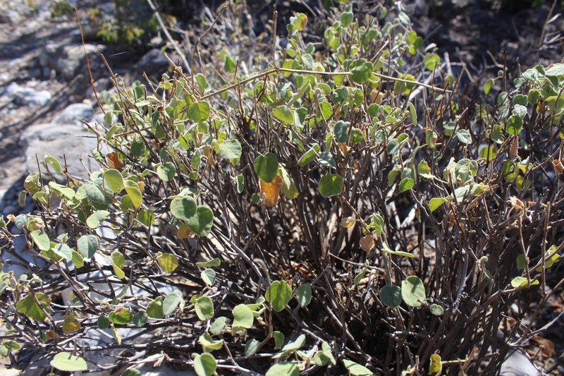 Ayenia grisea photo 6