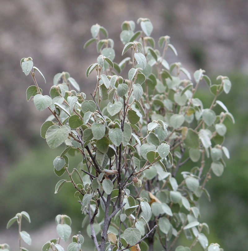 Ayenia grisea photo 7