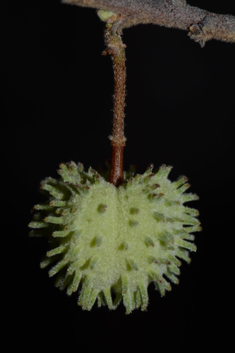 Ayenia grisea photo 8