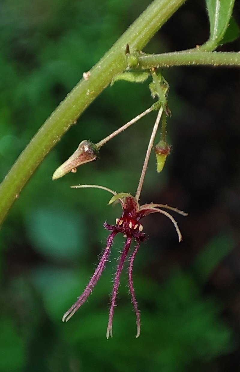 Ayenia herbacea