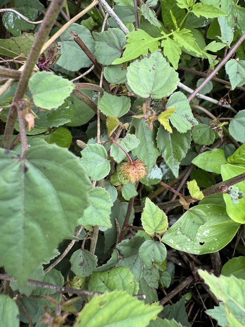 Ayenia herbacea photo 4