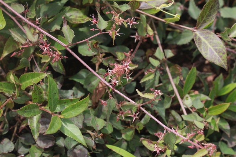 Ayenia herbacea photo 5