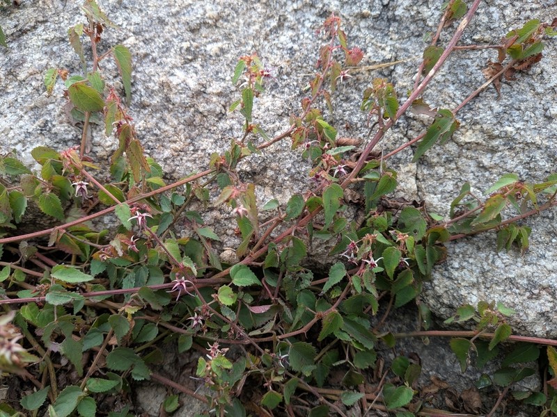 Ayenia herbacea photo 6