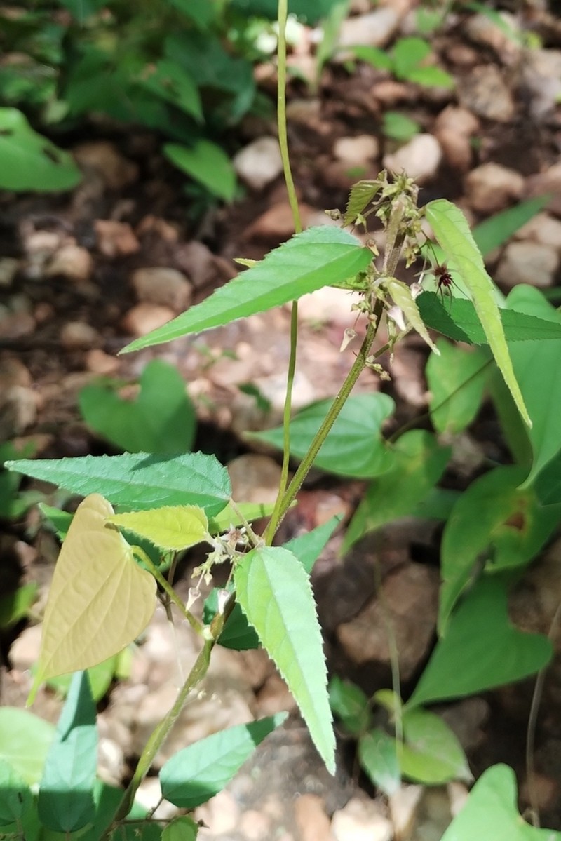 Ayenia herbacea photo 8
