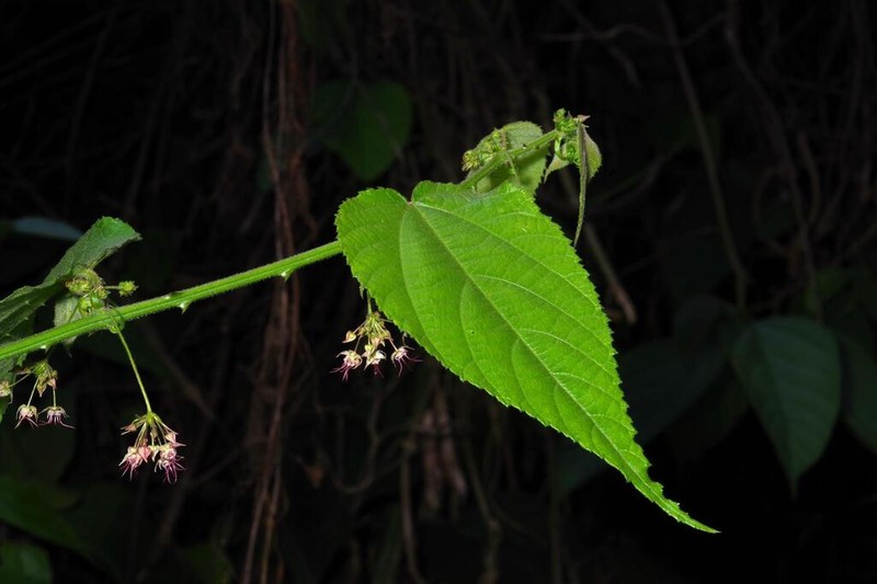 Ayenia hirsuta