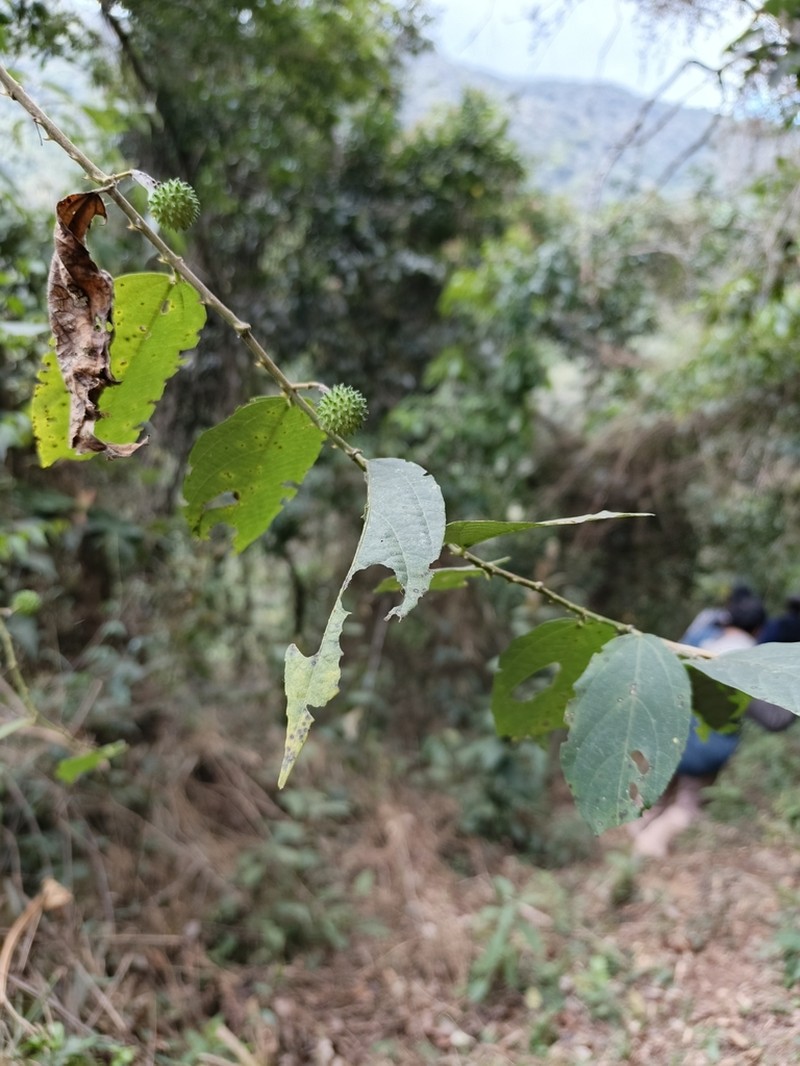 Ayenia hirsuta photo 2