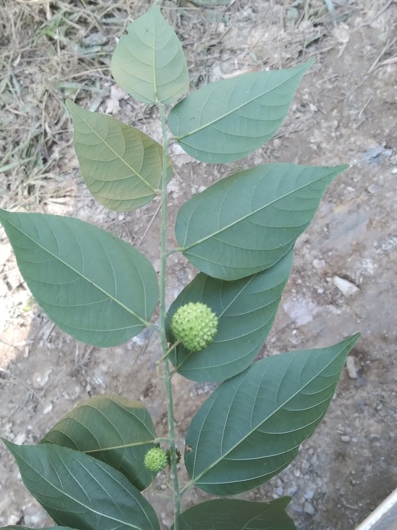 Ayenia hirsuta photo 3