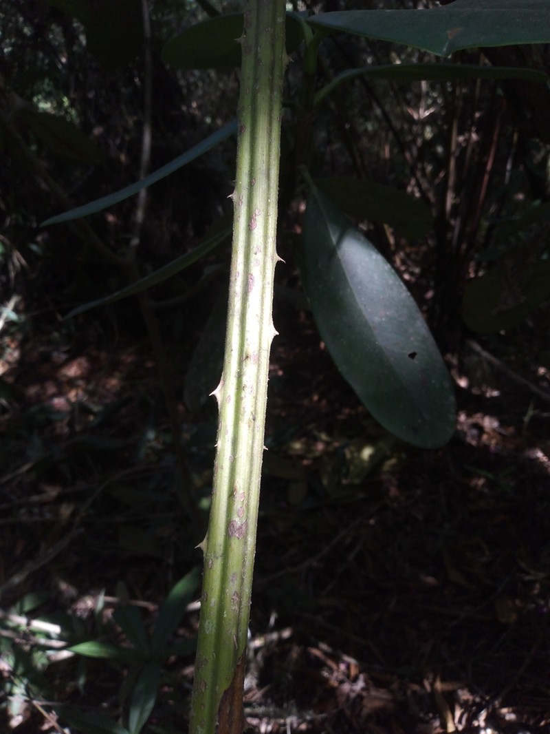 Ayenia hirsuta photo 4