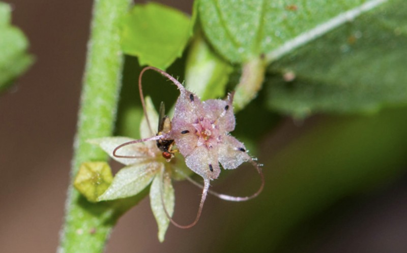 Dwarf Ayenia