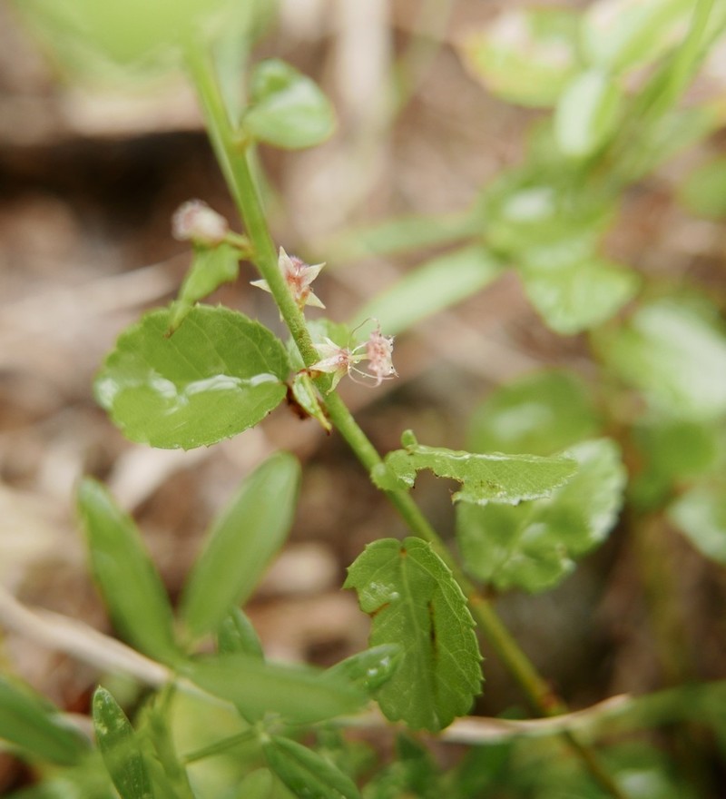Dwarf Ayenia photo 2