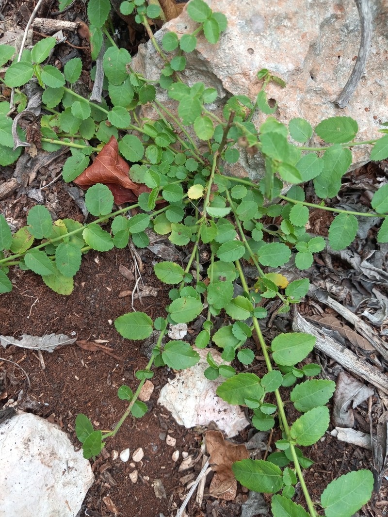 Dwarf Ayenia photo 3