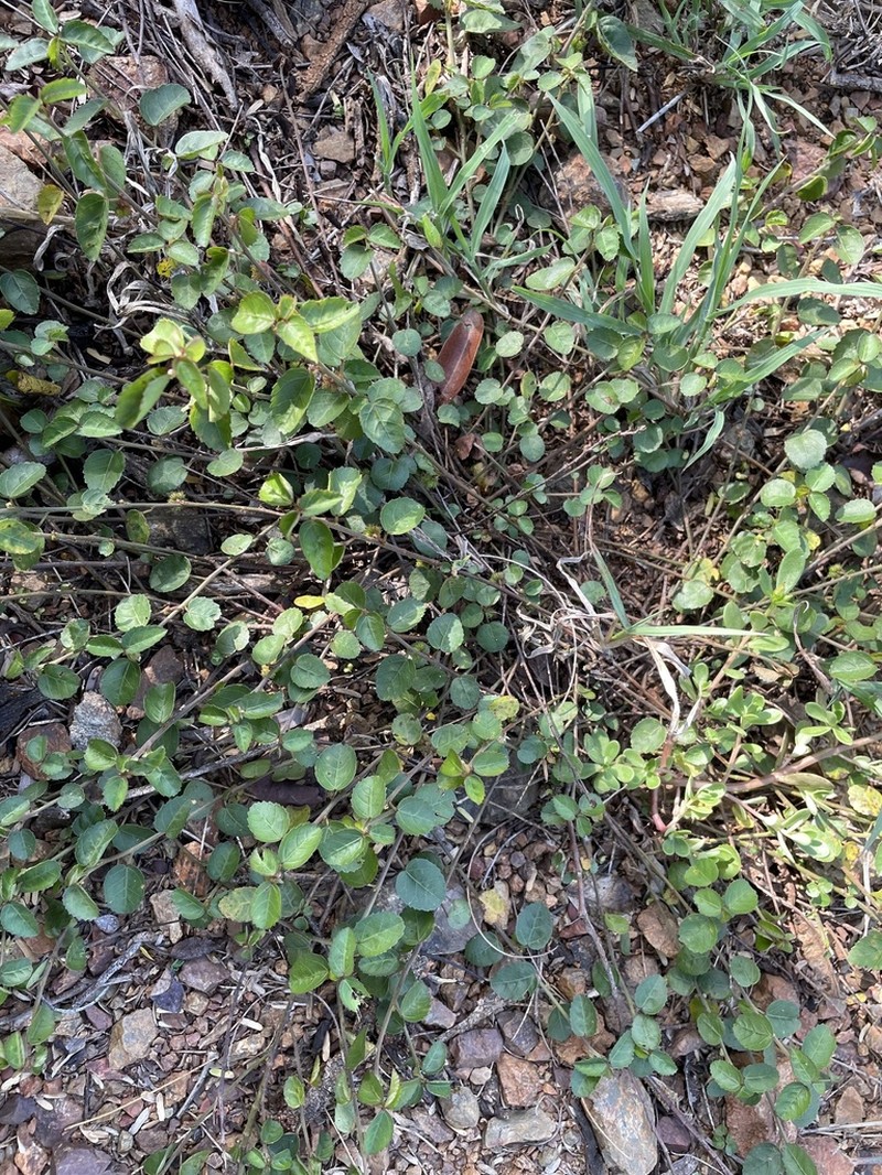 Dwarf Ayenia photo 4