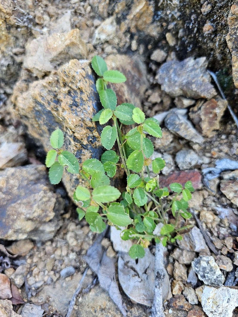 Dwarf Ayenia photo 5