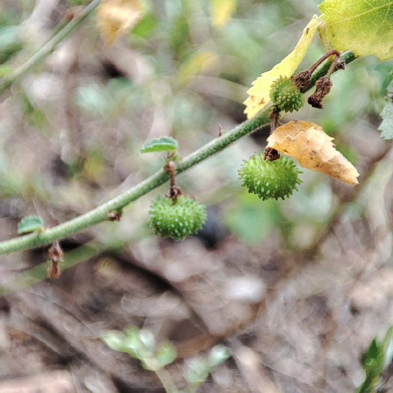Dwarf Ayenia photo 6