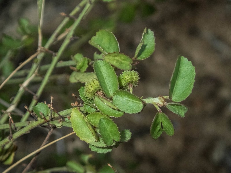 Dwarf Ayenia photo 7