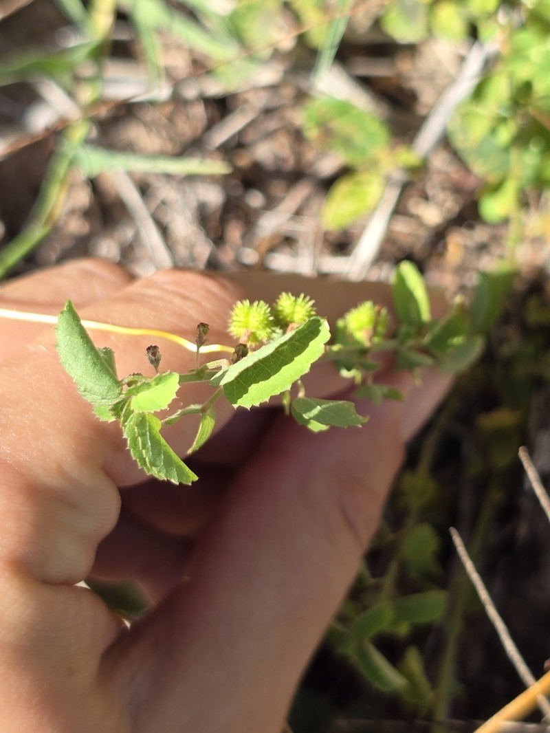 Dwarf Ayenia photo 8