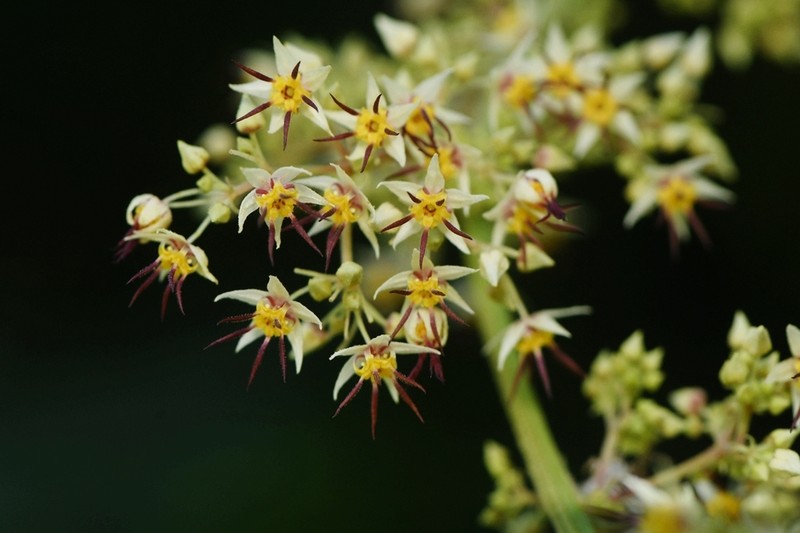 Ayenia integrifolia