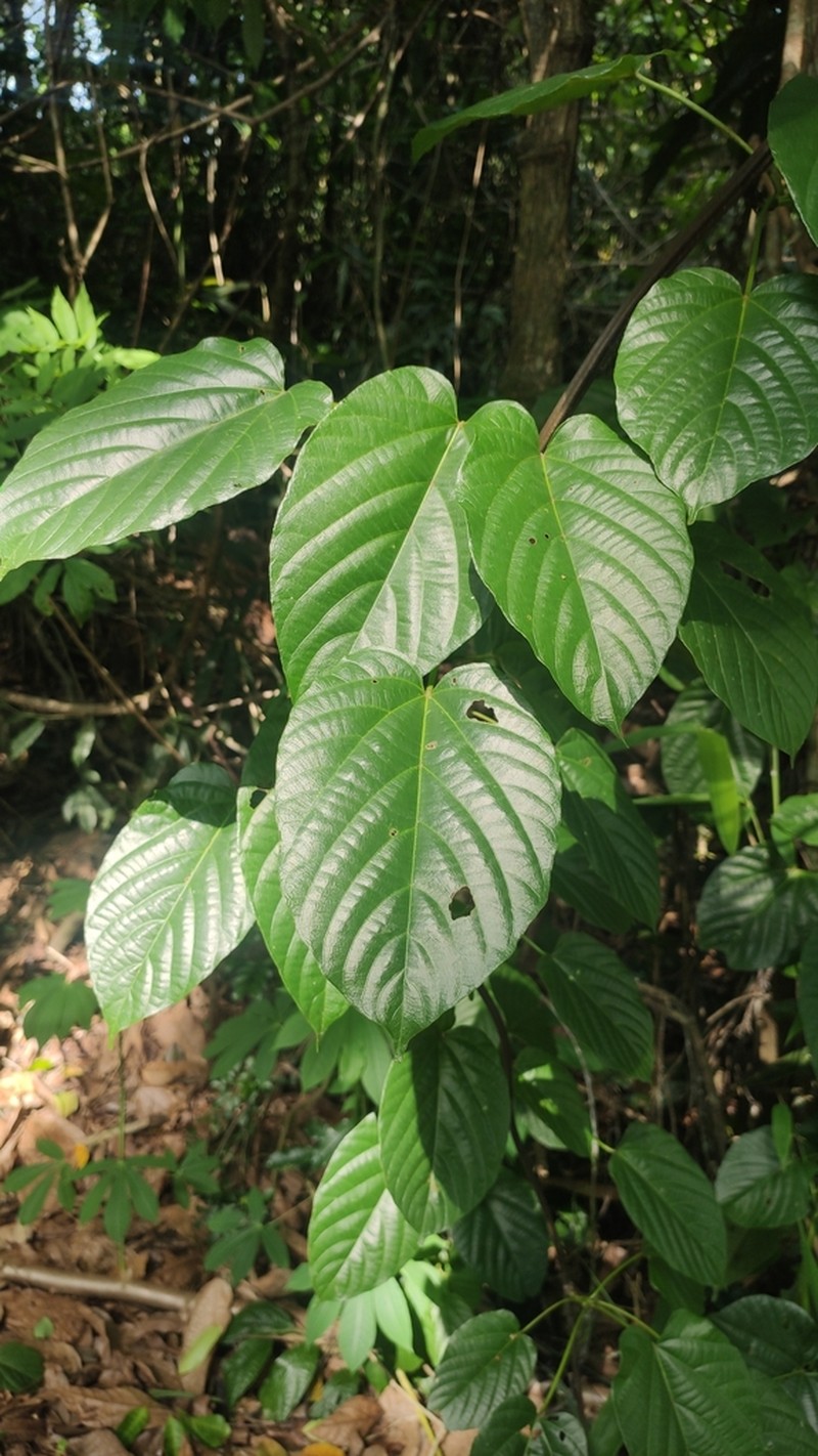 Ayenia integrifolia photo 2