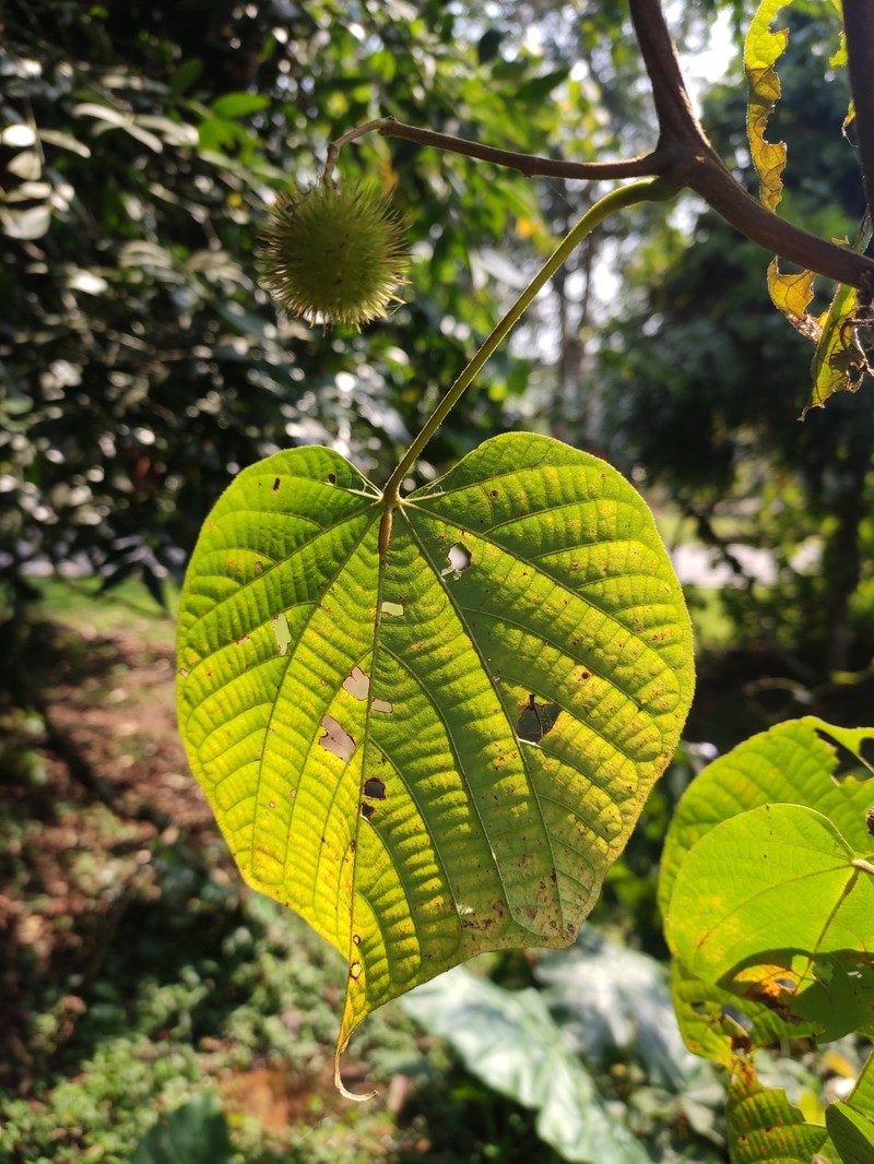 Ayenia integrifolia photo 5