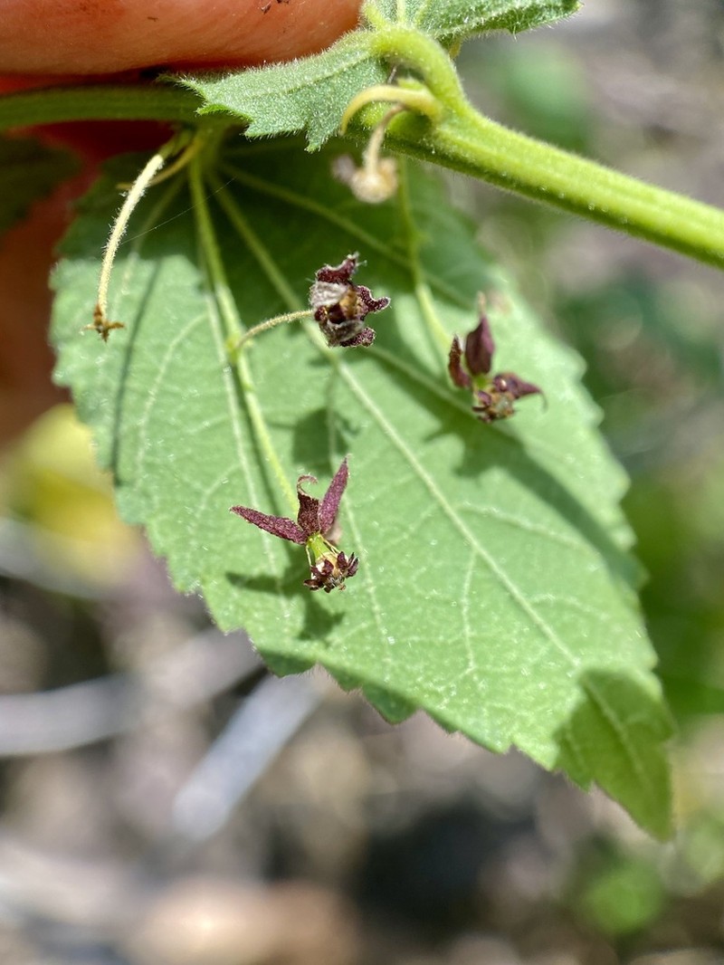 Ayenia jaliscana