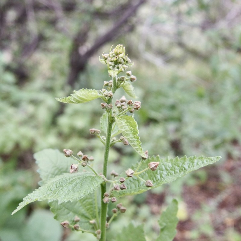 Ayenia jaliscana photo 2