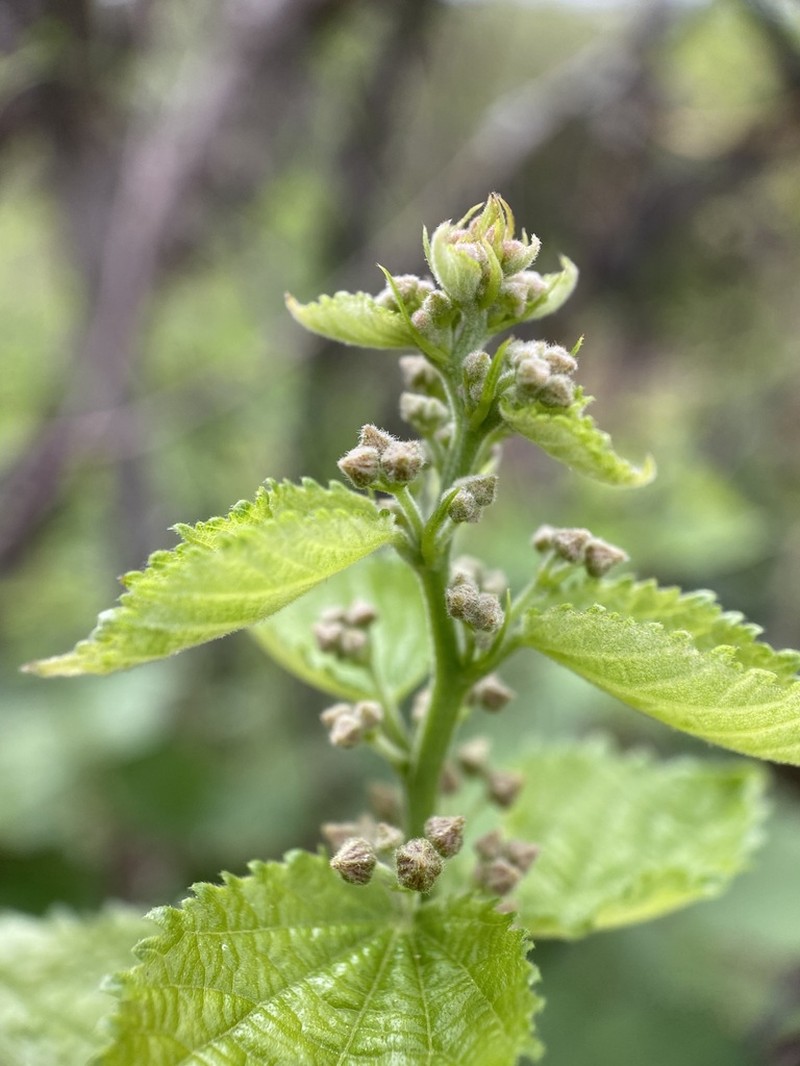 Ayenia jaliscana photo 3
