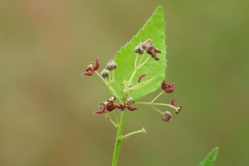 Ayenia jaliscana photo 4