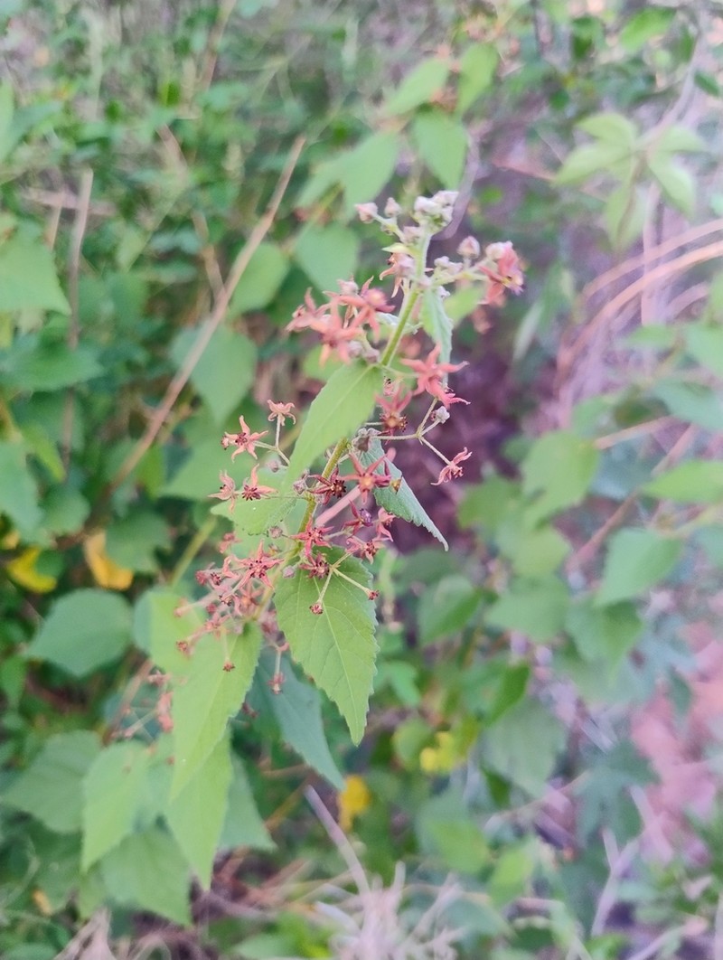 Ayenia jaliscana photo 5