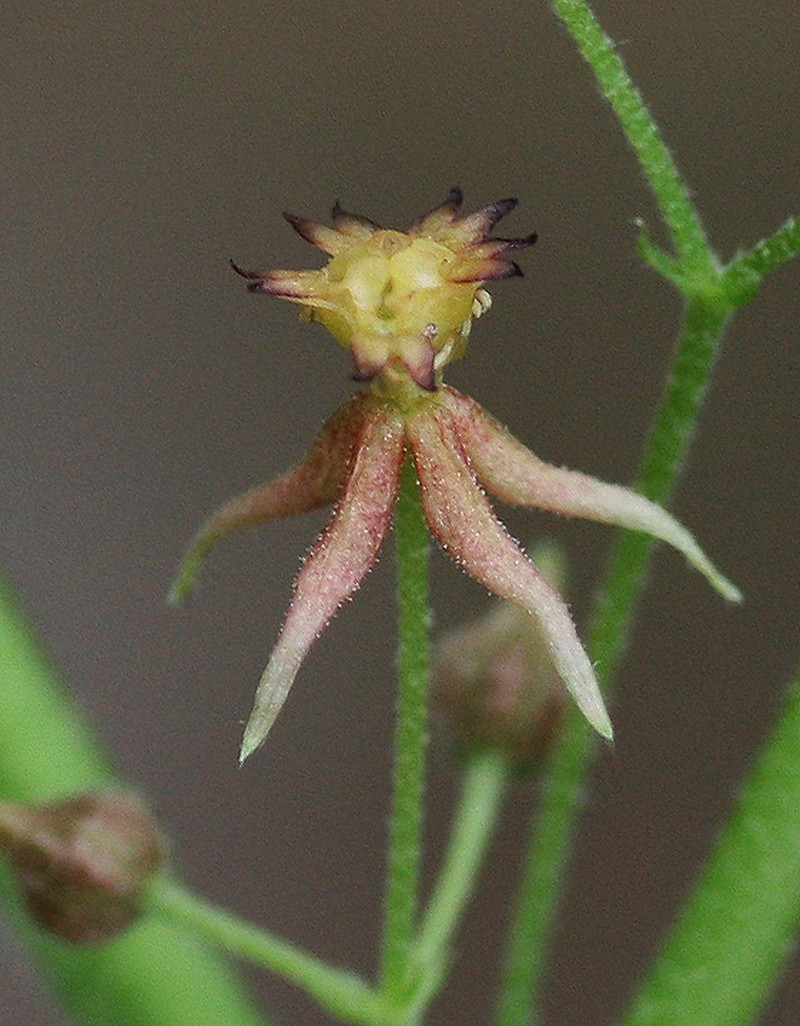 Ayenia jaliscana photo 6