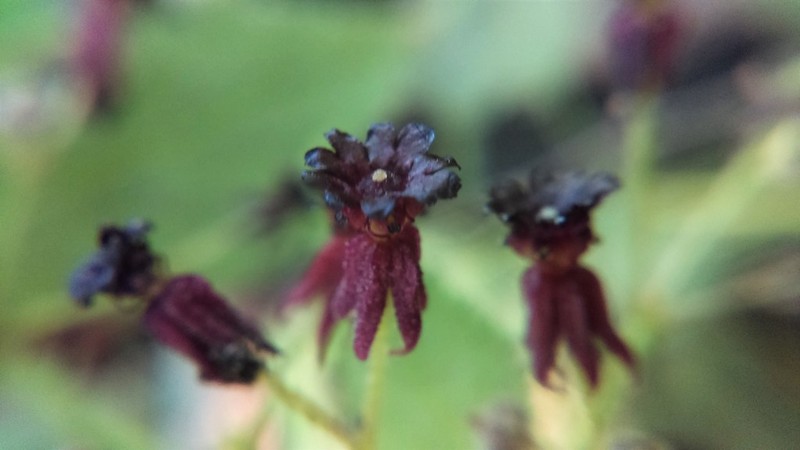 Ayenia jaliscana photo 7