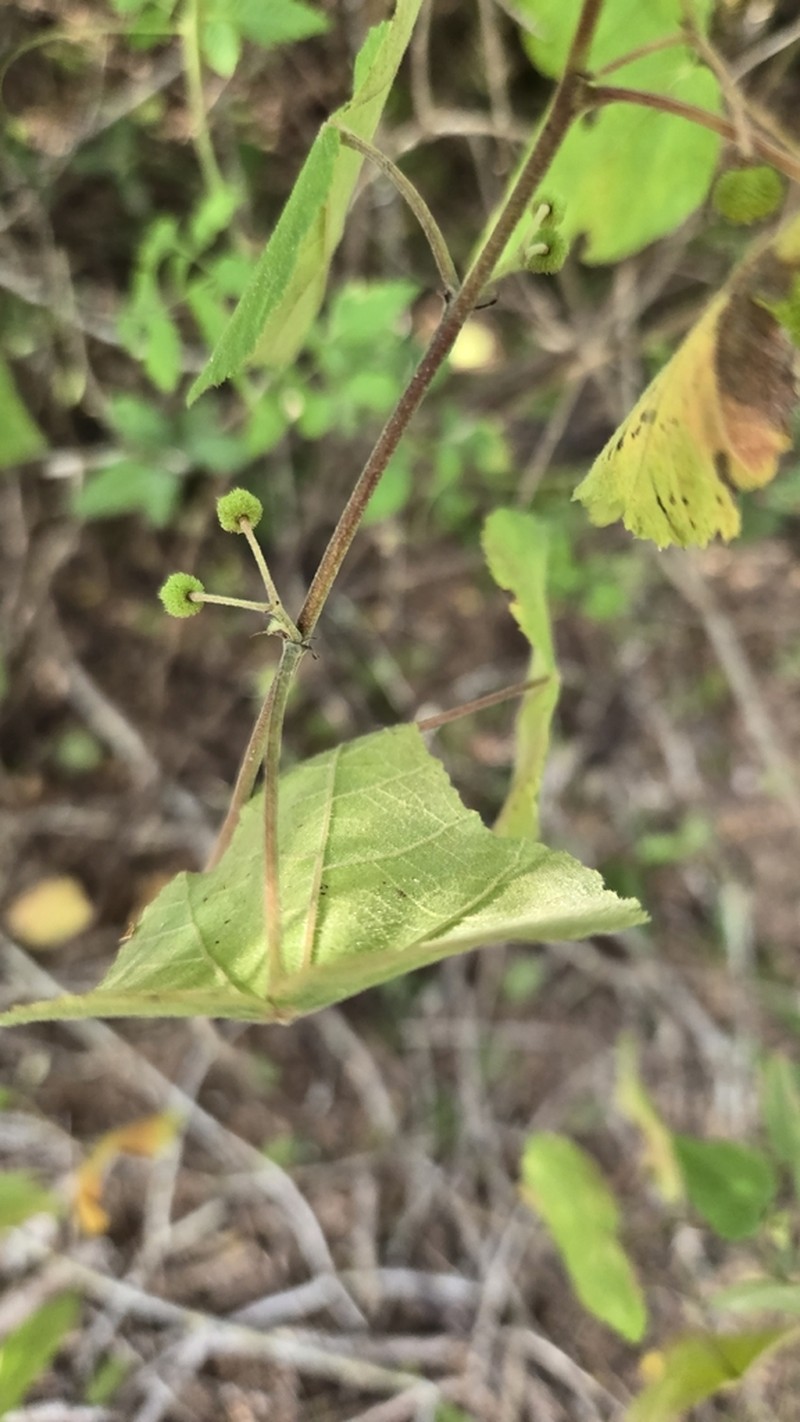 Rio Grande Ayenia photo 4