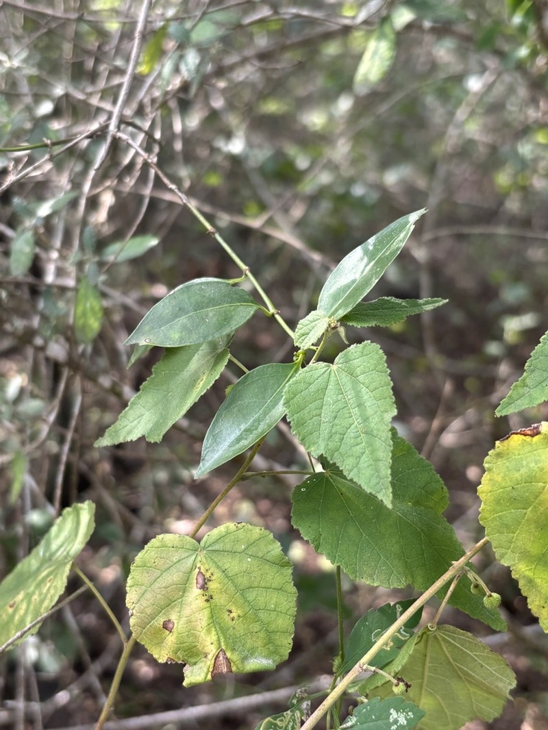 Rio Grande Ayenia photo 6