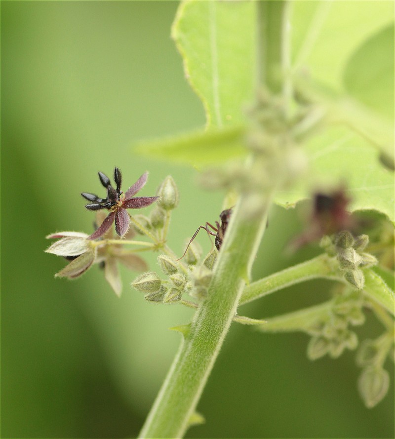 Ayenia macrophylla