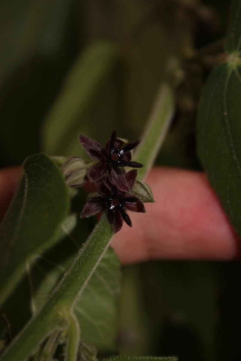 Ayenia macrophylla photo 2