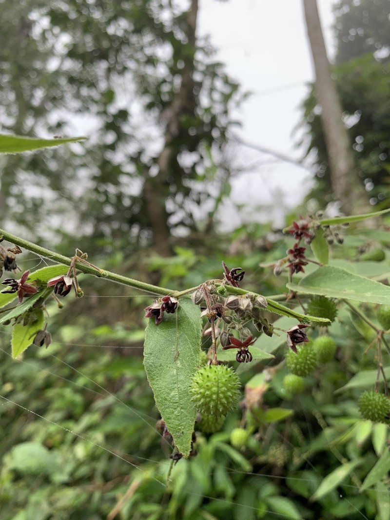 Ayenia macrophylla photo 3