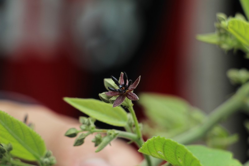 Ayenia macrophylla photo 4
