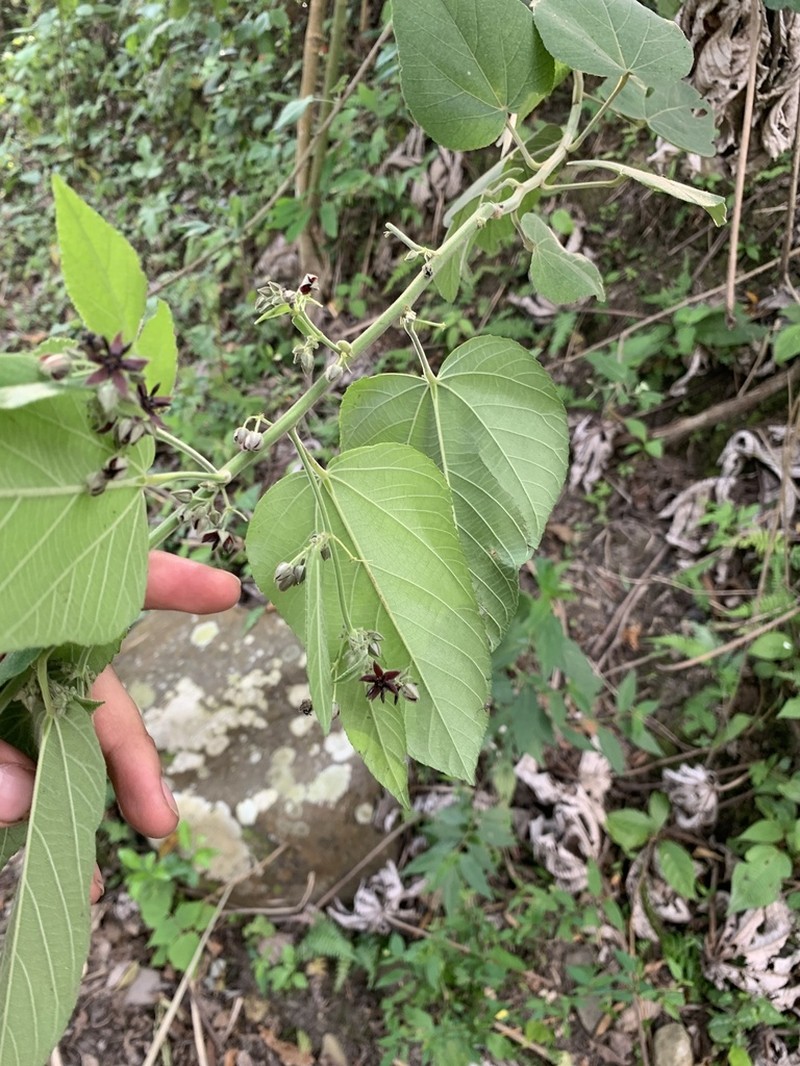 Ayenia macrophylla photo 5