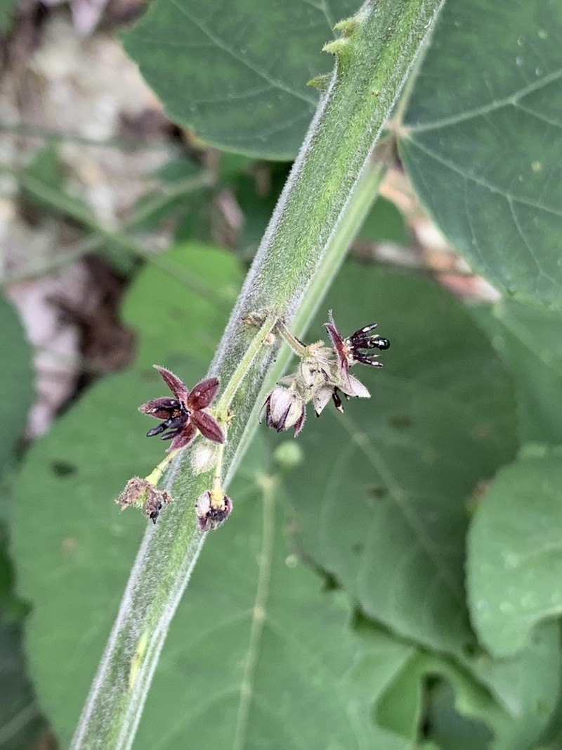 Ayenia macrophylla photo 6
