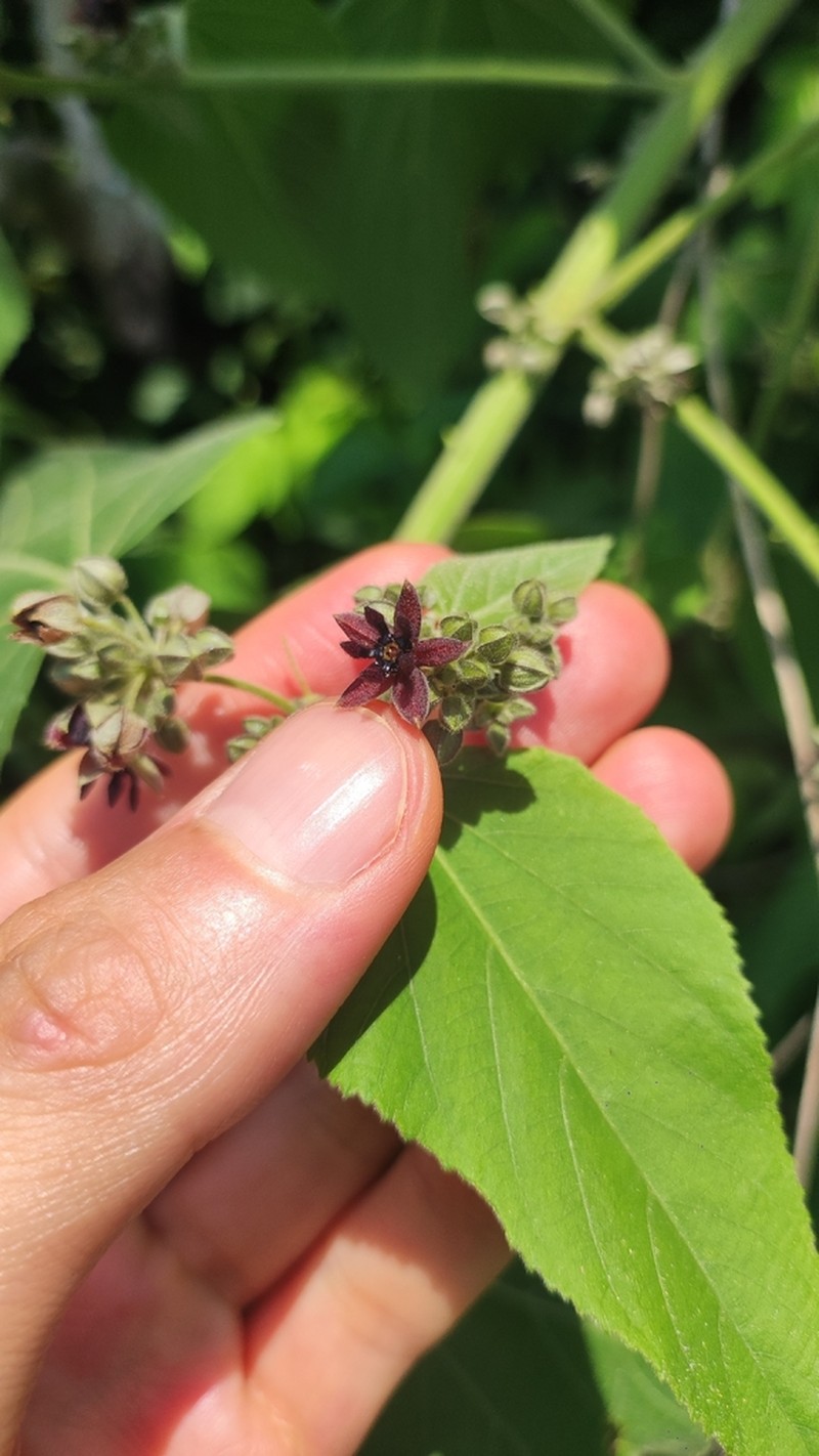 Ayenia macrophylla photo 7