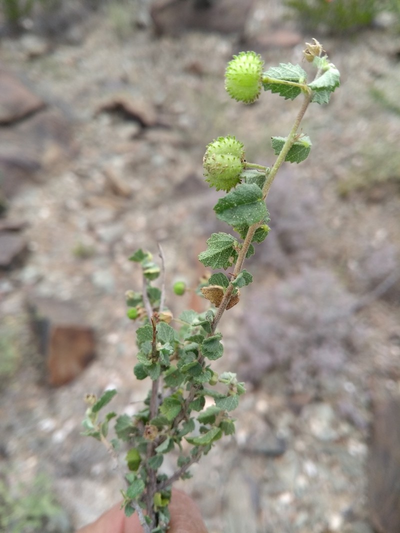 Dense Ayenia