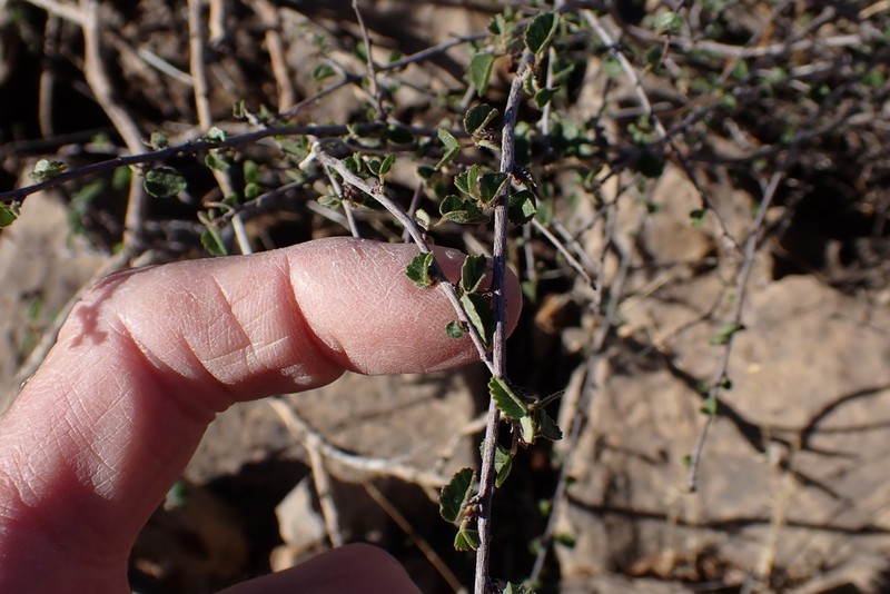 Dense Ayenia photo 2