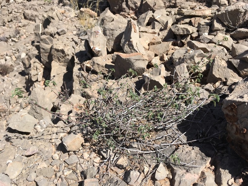 Dense Ayenia photo 3