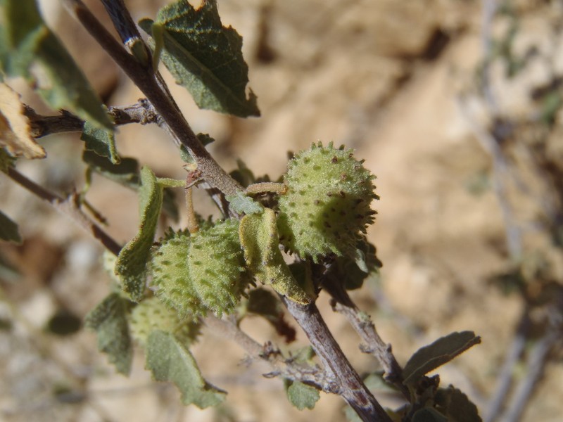 Dense Ayenia photo 4